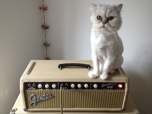 Cats 1 (via Cats on Amps Tumblr)