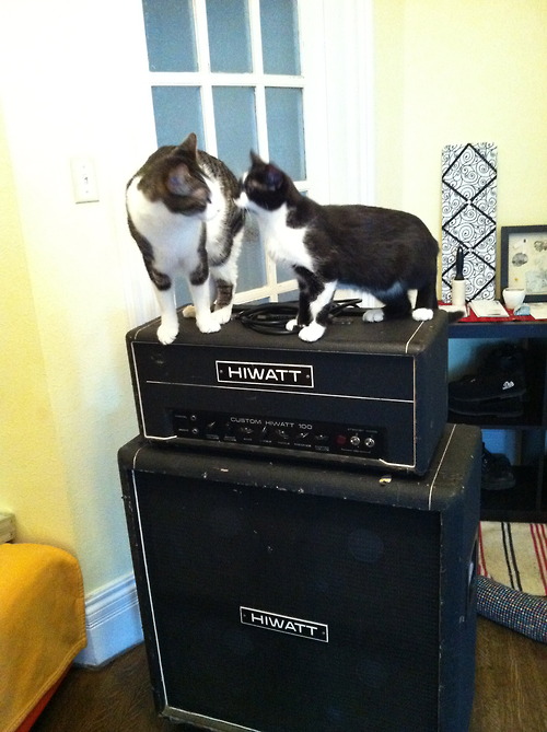 Cats 2 (via Cats on Amps Tumblr)