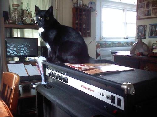 Cats 3 (via Cats on Amps Tumblr)